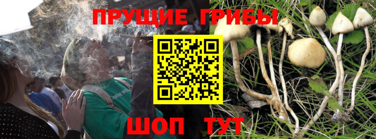 Псилоцибиновые грибы Psilocybine cubensis Каменка